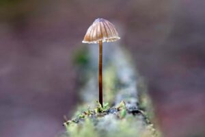Enchanting photos of ‘bizarre’ mushrooms showcase fungi diversity