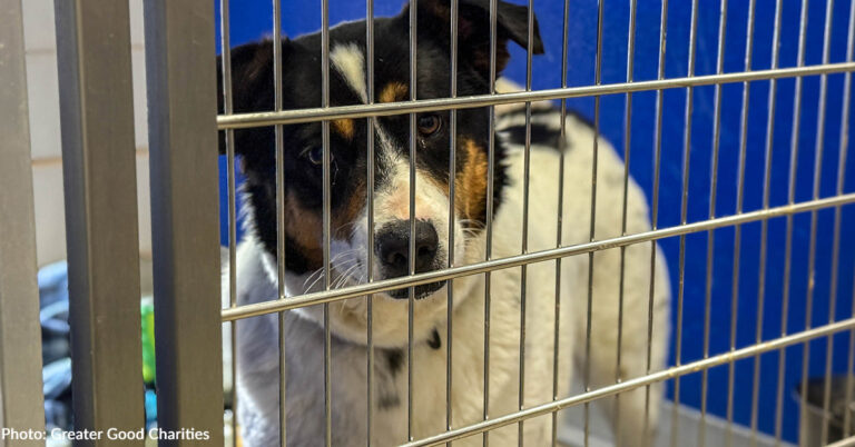 Help Clear the Shelters with Life-Saving Flight to Freedom